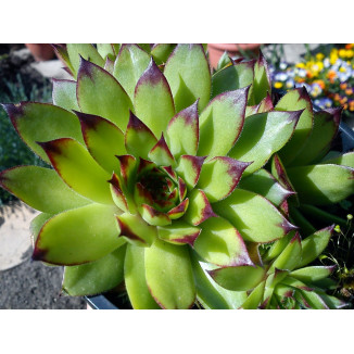 Sempervivum calcareum Dainty Marietta rojnik