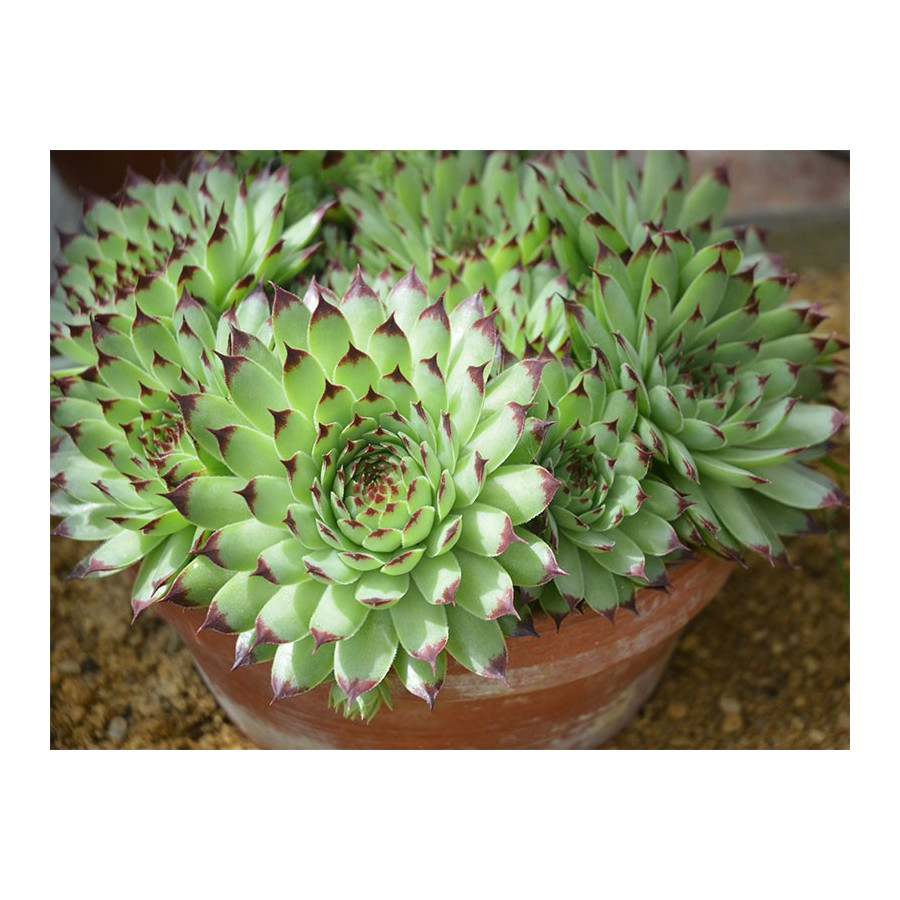 Sempervivum calcareum Flinta rojnik