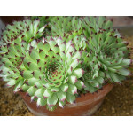 Sempervivum calcareum Flinta rojnik