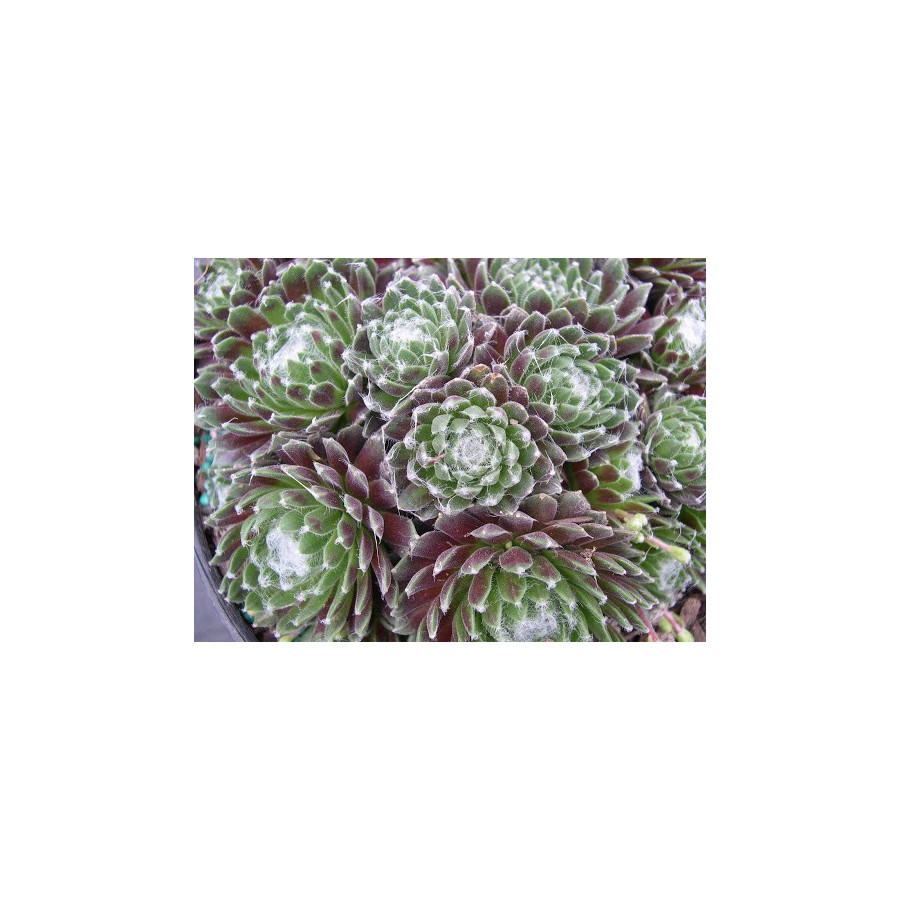 Sempervivum arachnoideum J.M. Moerkerks