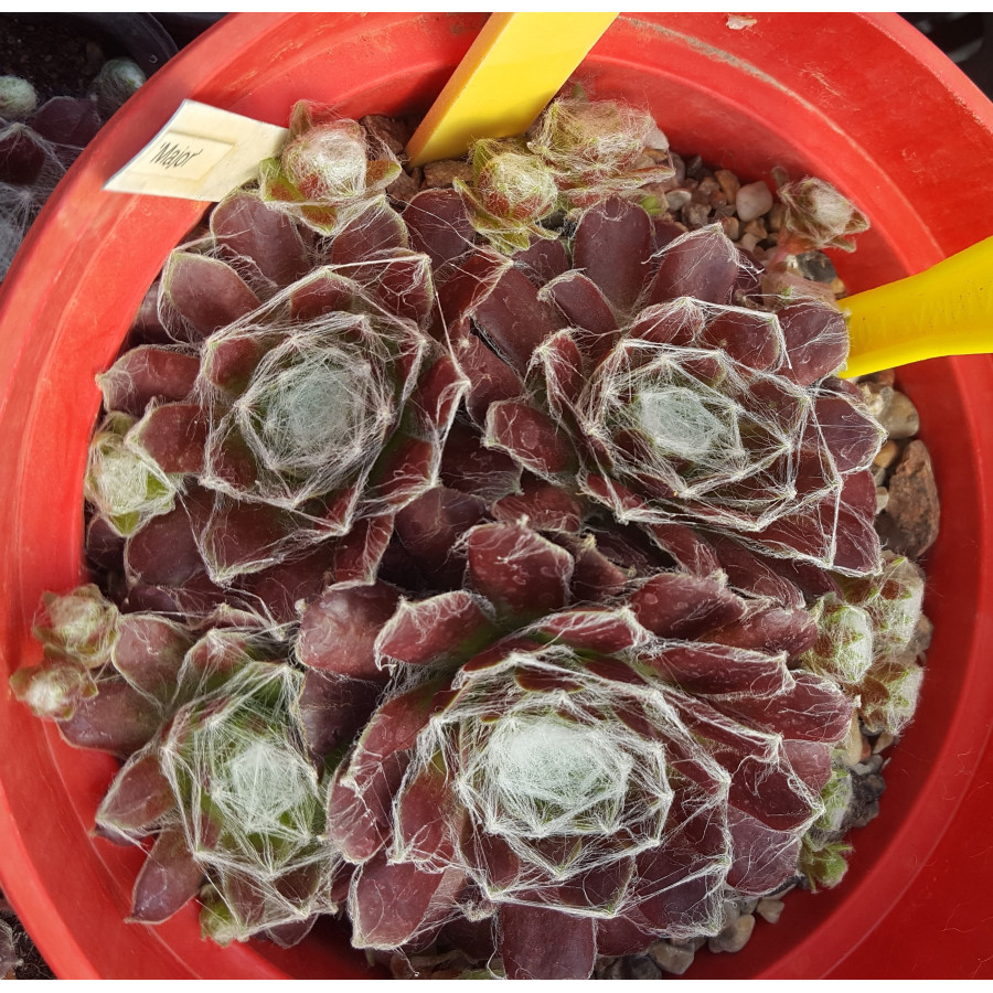 Sempervivum arachnoideum Major rojnik