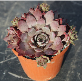 Sempervivum Virgil rojnik