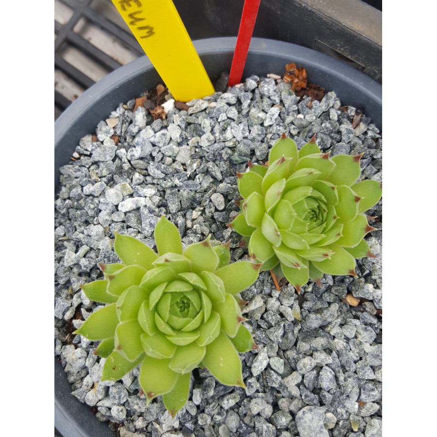 Sempervivum calcareum Flinta rojnik