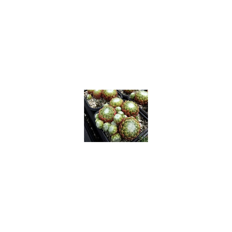 Sempervivum arachnoideum Cantal rojnik