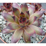 Sempervivum Darke Beauty rojnik