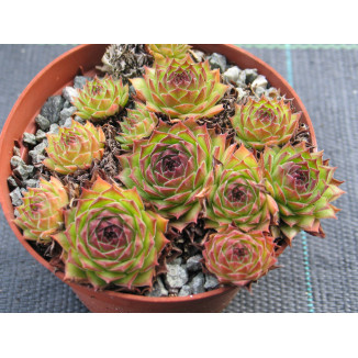 Sempervivum Salina Rojnik