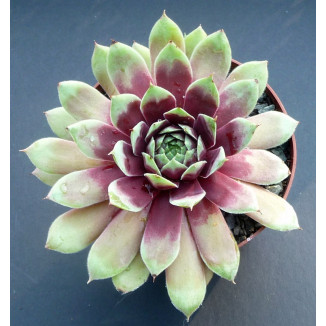 Sempervivum Yolanda