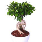 Ficus mi Ginseng