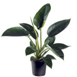 Philodendron Millions Filodendron