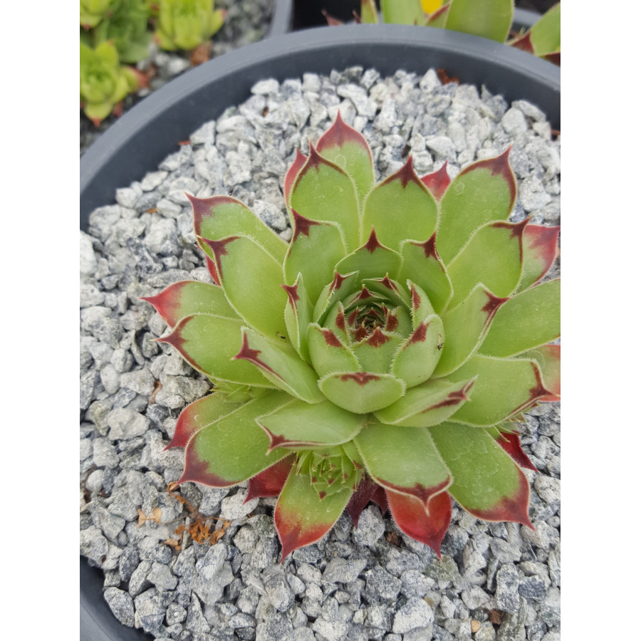 Sempervivum calcareum Bella Rojnik