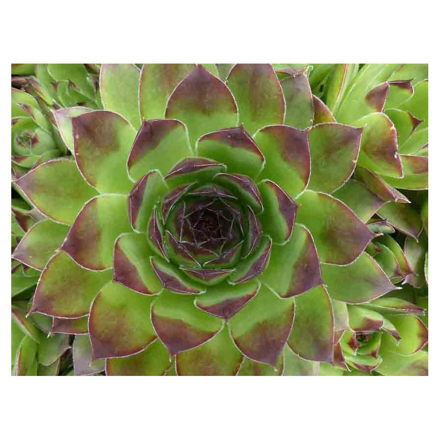 Sempervivum Cardinal Rojnik