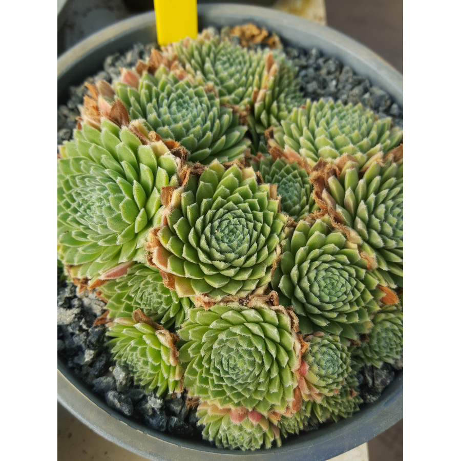 Sempervivum Jim Knop Rojnik