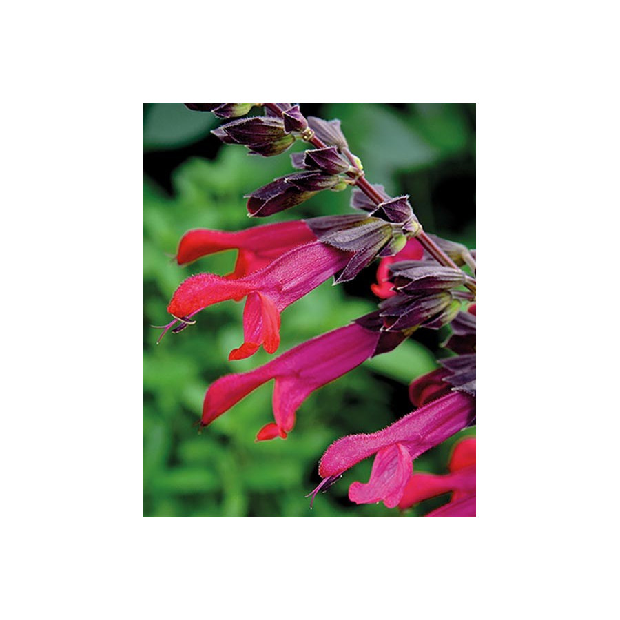 Salvia Amante Szałwia