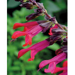 Salvia Amante Szałwia