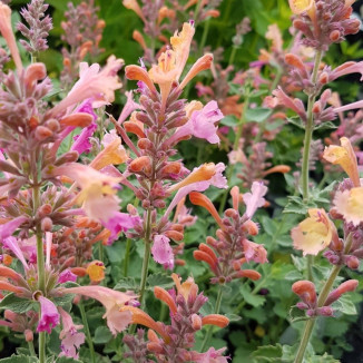 Agastache Kudos Ambrosia Kłosowiec