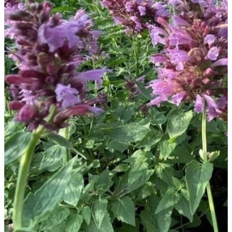 Agastache Poquito Lavender Kłosowiec