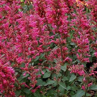Agastache Morello Kłosowiec