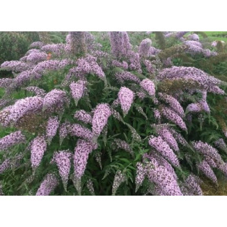 Buddleja Davidii Dark Pink Budleja