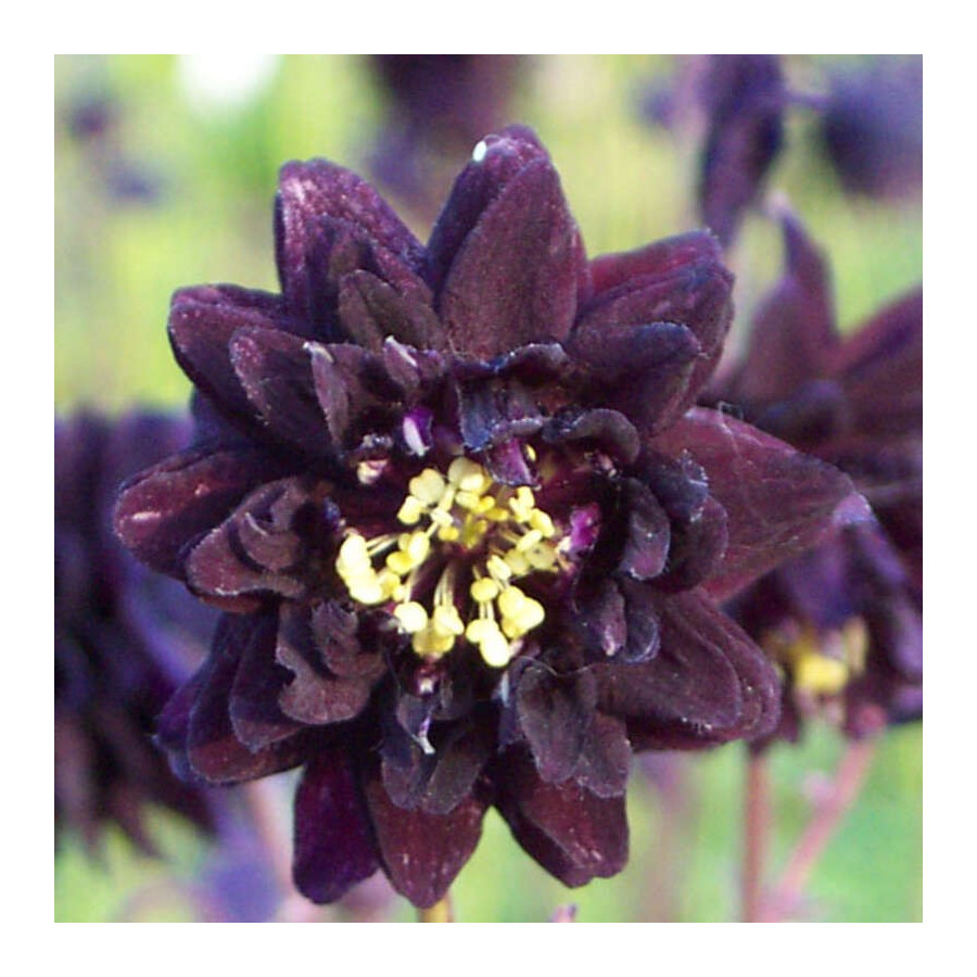 Aquilegia vulgaris Barlow Black Barlow Orlik pospolity Barlow Black Barlow