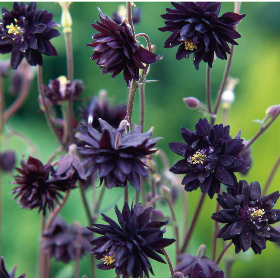 Aquilegia vulgaris Barlow Black Barlow Orlik pospolity Barlow Black Barlow