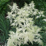 Aruncus dioicus Pearl White Parzydło leśne Aruncus dioicus Pearl White Parzydło leśne