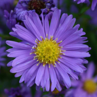 Aster dumosus Kassel Aster krzaczasty