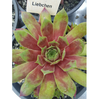 Sempervivum Libreda Rojnik