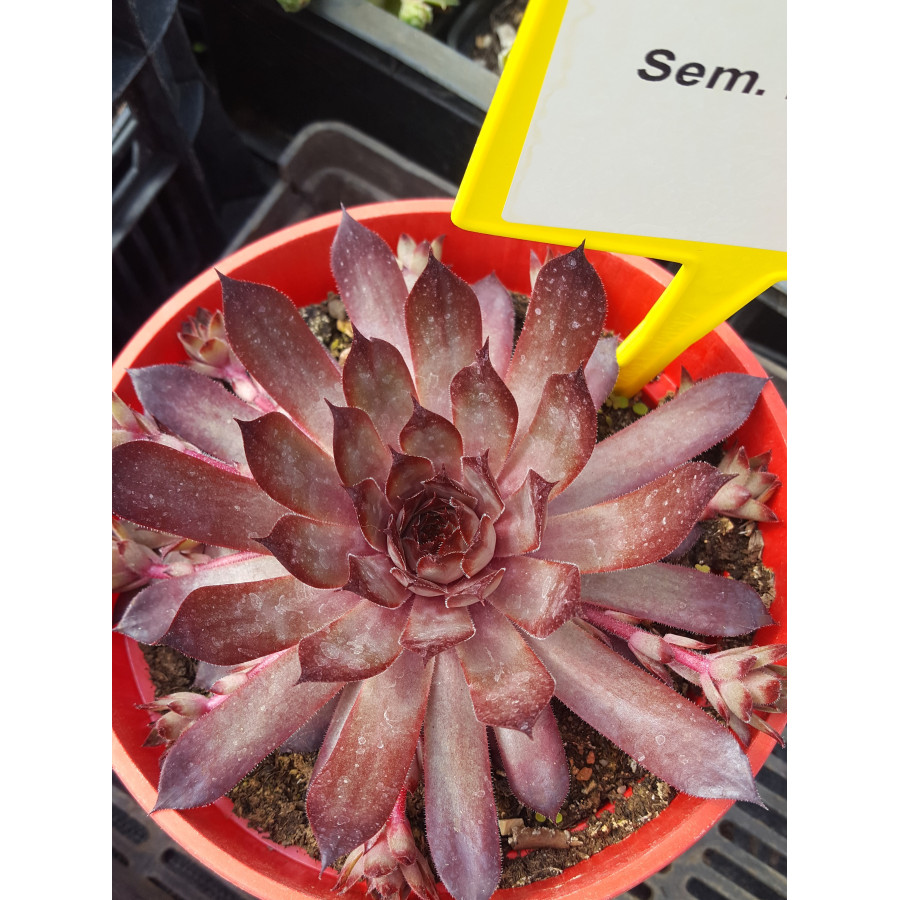 Sempervivum Lilac Queen Rojnik