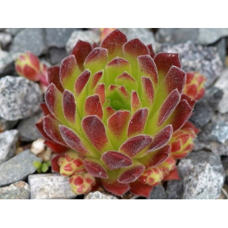 Sempervivum Litschi Rojnik