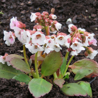 Bergenia Dragonfly Angel Kiss