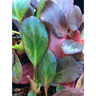 Bergenia Pink Dragonfly