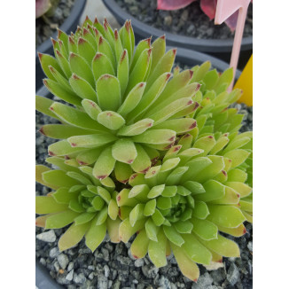 Sempervivum Lyra Rojnik