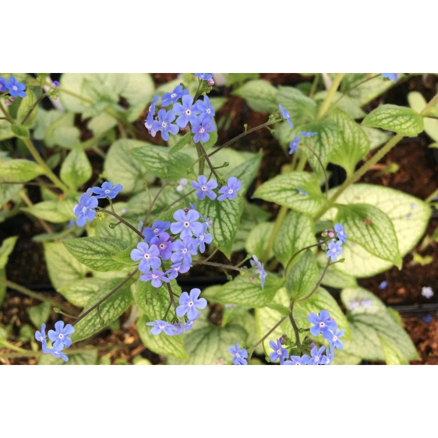 Brunnera Sea Heart