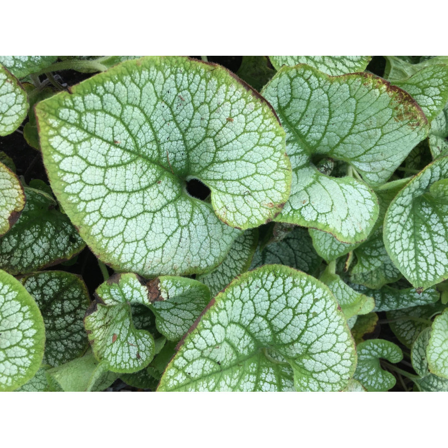 Brunnera Sea Heart