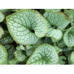 Brunnera Sea Heart