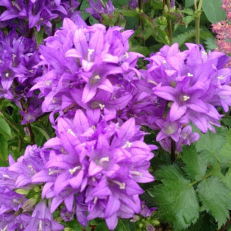 Campanula Freya Dzwonek