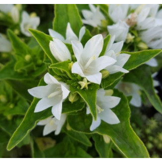 Campanula glomerata Genti White Dzwonek