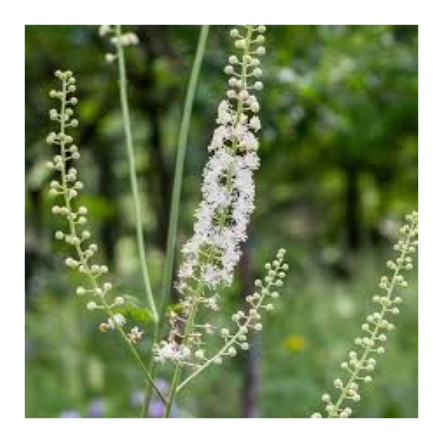 Cimicifuga racemosa Pluskwica groniasta