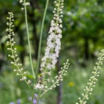 Cimicifuga racemosa Pluskwica groniasta