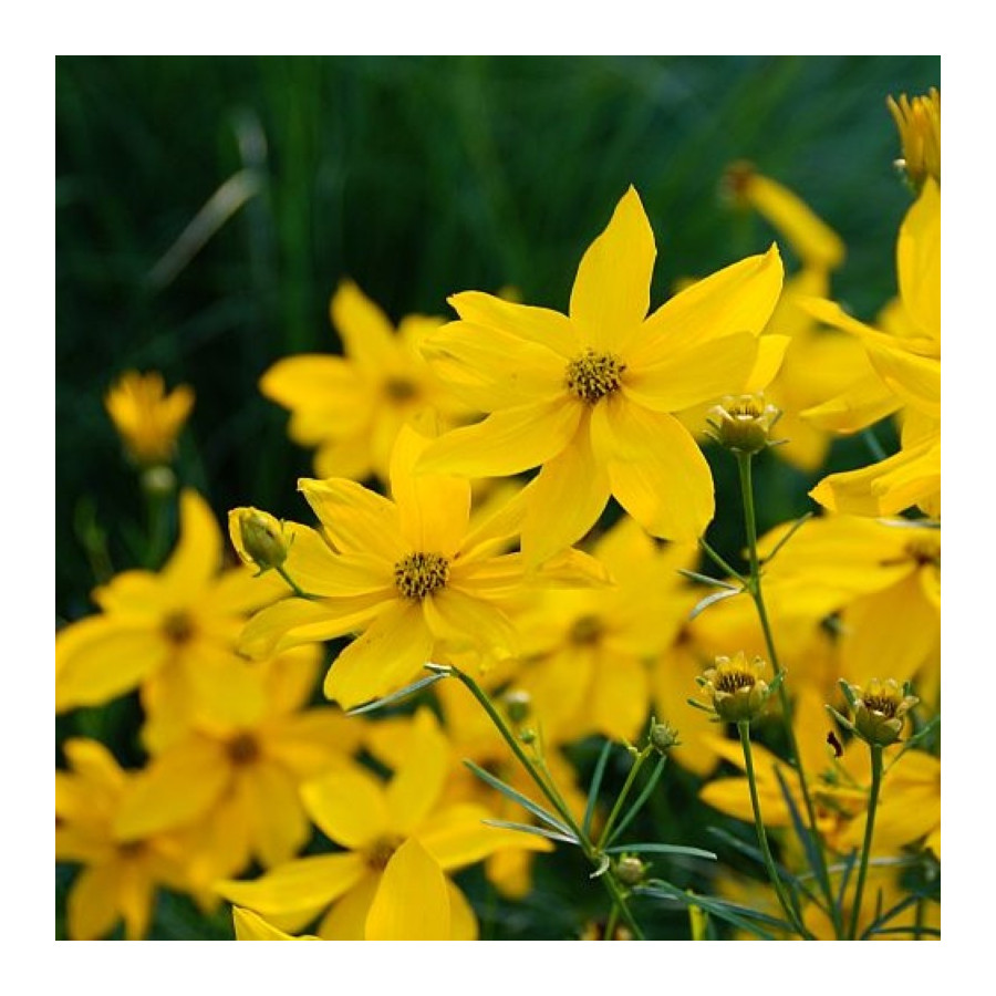 Coreopsis verticilata Grandiflora Nachyłek okółkowy