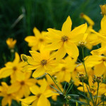 Coreopsis verticilata Grandiflora Nachyłek okółkowy