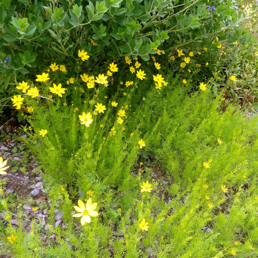 Coreopsis verticilata Grandiflora Nachyłek okółkowy