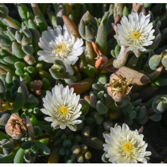 Delosperma Jewel of Desert Moon Stone Słonecznica