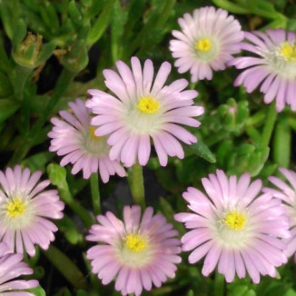 Delosperma Jewel of Desert Rosequarts Słonecznica