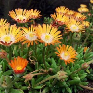 Delosperma Jewel of Desert Topaz Słonecznica