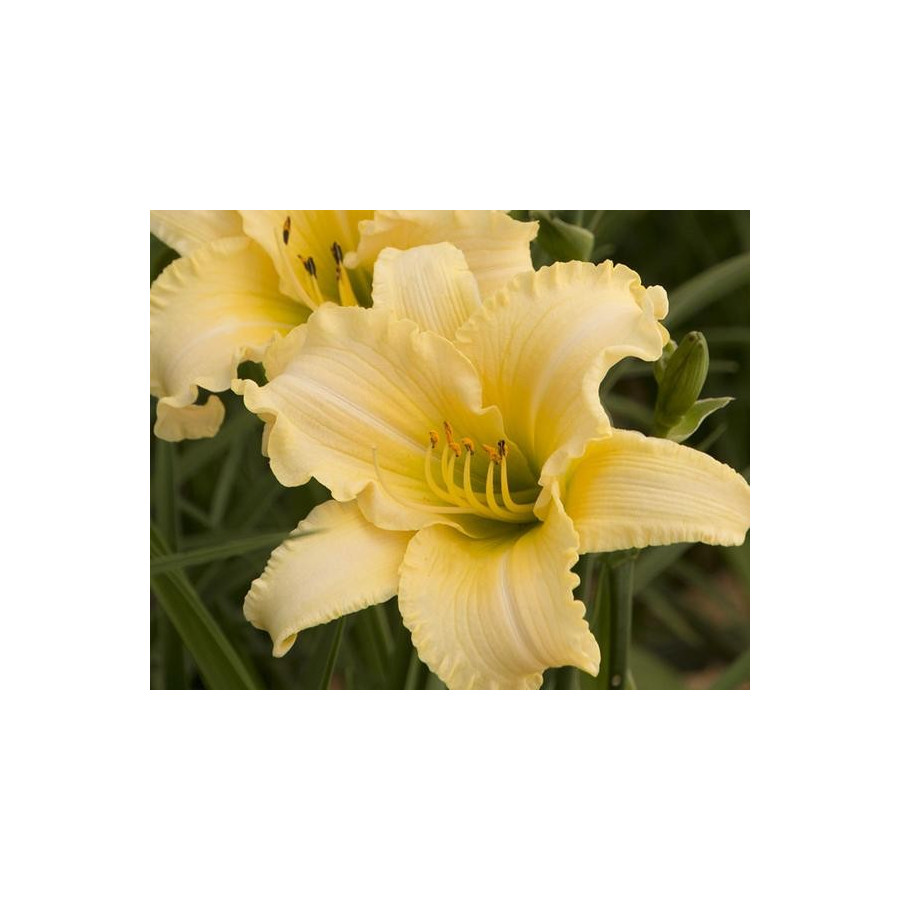 Hemerocallis EveryDaylily Bronze Liliowiec