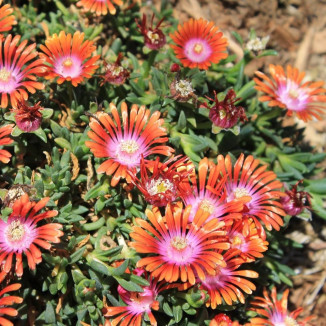 Delosperma Fire Spinner Słonecznica