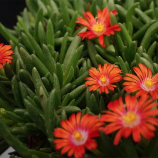 Delosperma Jewel of Desert Sunstone Słonecznica