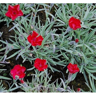 Dianthus gratianopolitanus Rubin Goździk siny