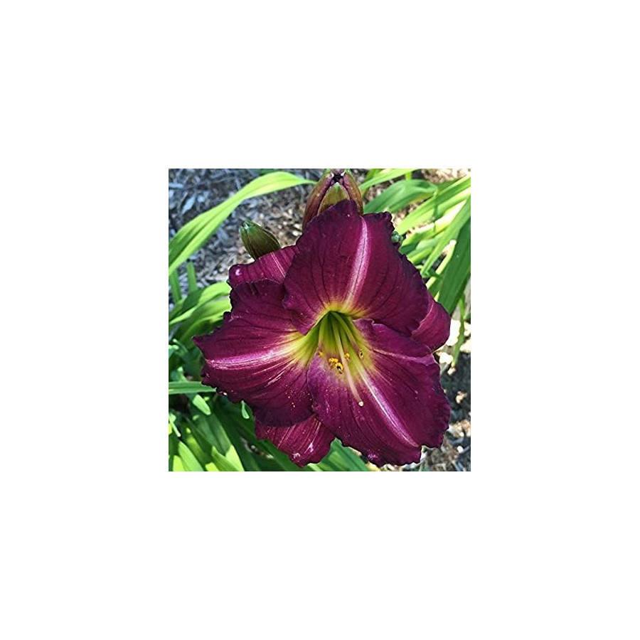 Hemerocallis Siloam New Toy Liliowiec